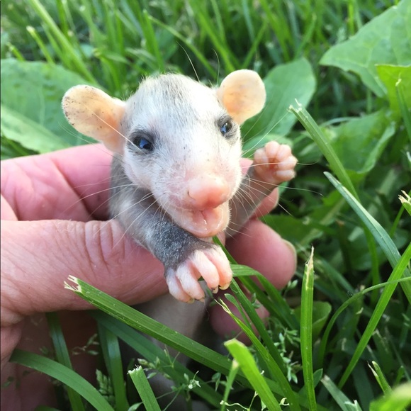 Meet your Posher, Maria - Picture 3 of 8